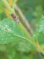 Agrosoma placetis