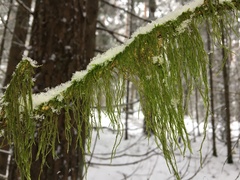 Hypnum cupressiforme