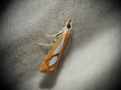 Catoptria pinella