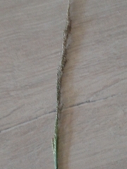 Eriochloa sericea