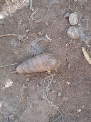 Rumina decollata