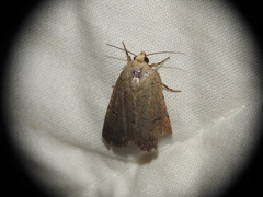 Caradrina aspersa