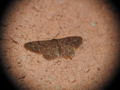 Idaea cervantaria