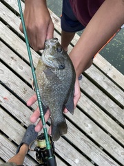 Lepomis macrochirus × cyanellus