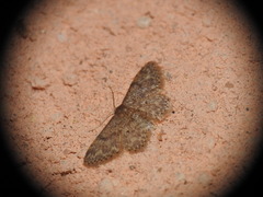 Idaea cervantaria
