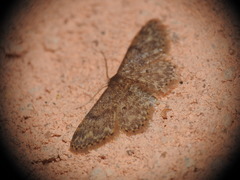 Idaea cervantaria