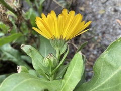 Calendula officinalis