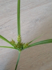 Cyperus croceus