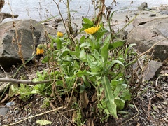 Calendula officinalis