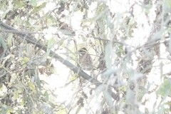 Emberiza chrysophrys