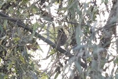 Emberiza chrysophrys