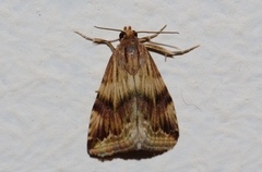 Eublemma staudingeri