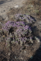 Oxytropis borissoviae