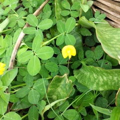Arachis