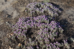 Oxytropis borissoviae
