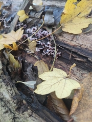 Ascocoryne sarcoides