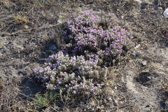 Oxytropis borissoviae