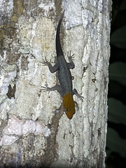 Sauria