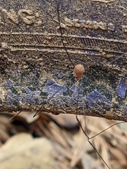 Leiobunum
