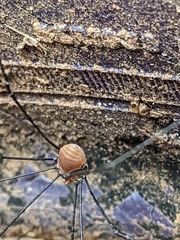 Leiobunum