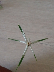 Rhynchospora colorata