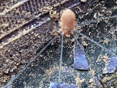 Leiobunum