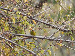 Chlorophonia elegantissima