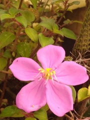 Arthrostemma ciliatum