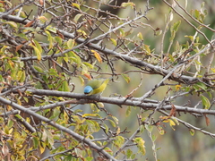 Chlorophonia elegantissima