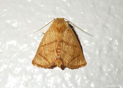 Apoda y-inversa