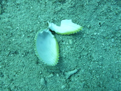 Cardiidae