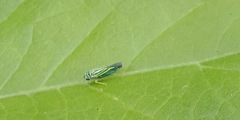 Cicadellini