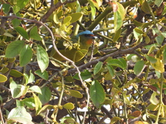 Chlorophonia elegantissima