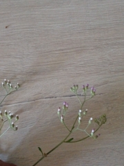 Cyanthillium cinereum image