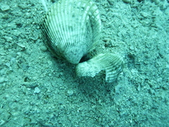 Cardiidae