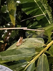 Dendropsophus ebraccatus
