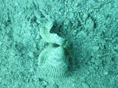Cardiidae
