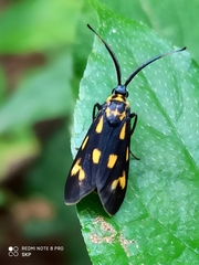 Zygaenidae