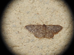Idaea cervantaria