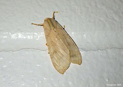Halysidota