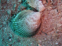 Cardiidae