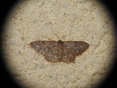 Idaea cervantaria