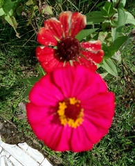 Zinnia