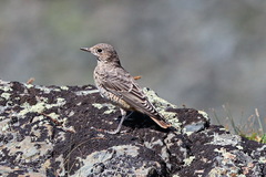 Monticola saxatilis
