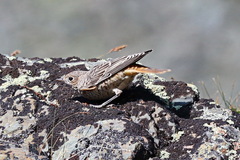 Monticola saxatilis