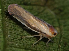 Omolicna uhleri