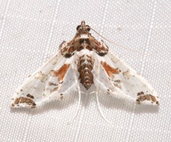 Neoleucinodes elegantalis