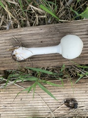 Leucoagaricus leucothites