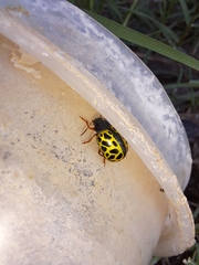Calligrapha polyspila