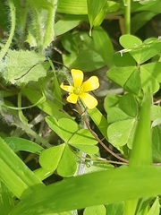 Oxalis corniculata